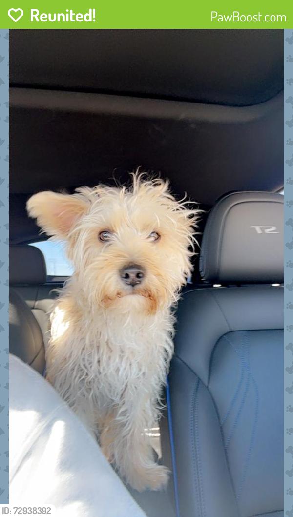 Reunited Male Dog last seen Spring valley Rd Ne, Rio Rancho, NM 87144