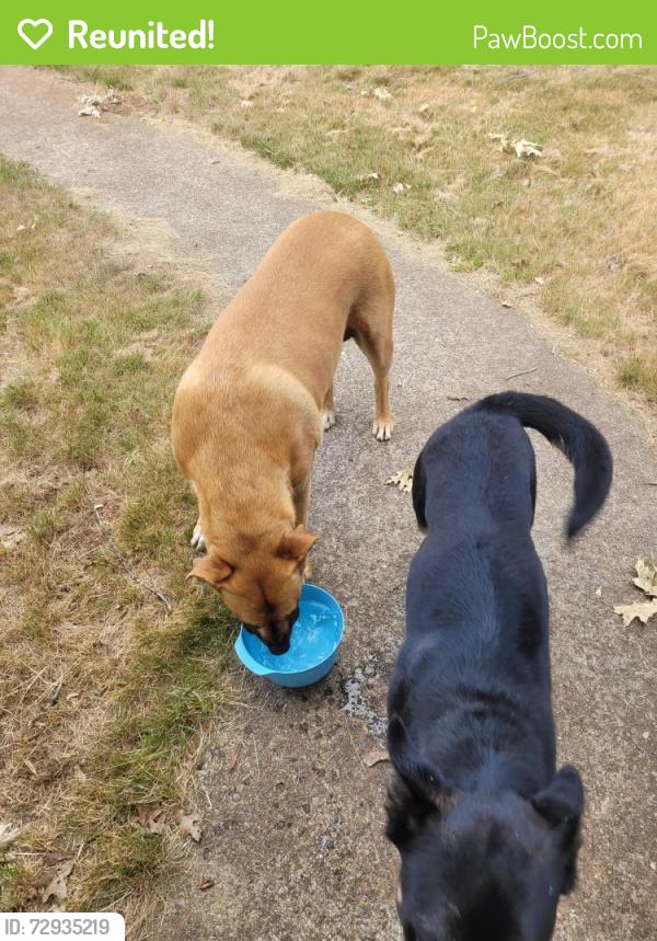 Reunited Unknown Dog last seen Near fruitridge across from lova cap, Placerville, CA 95667