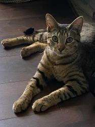 Reunited Male Cat last seen Beckley , Chesapeake, VA 23322