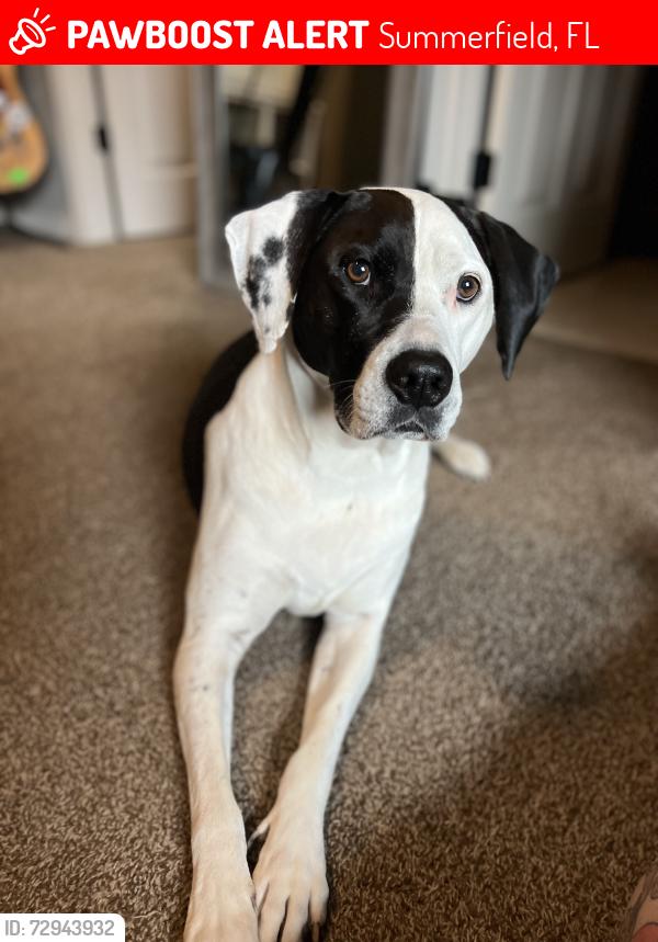 Lost Female Dog last seen 27th ct and 145th st/475A in summerfield, Summerfield, FL 34491