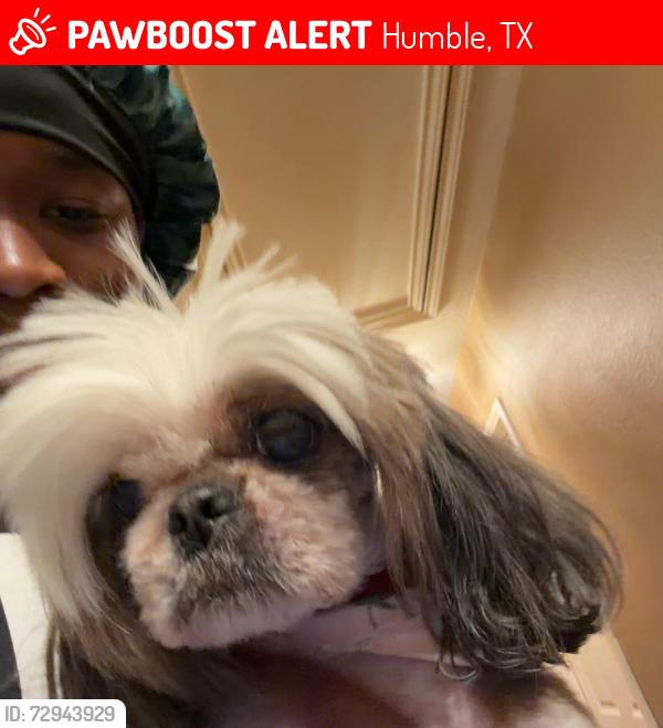 Lost Female Dog last seen Echo peak ln humble Tx, Humble, TX 77396