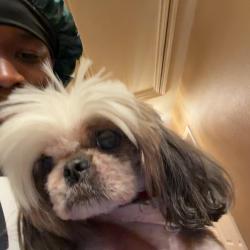 Lost Female Dog last seen Echo peak ln humble Tx, Humble, TX 77396