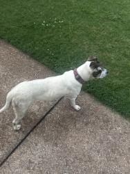Found/Stray Female Dog last seen Down the street from the marathon gas station, in the far down neighborhood area, Memphis, TN 38135