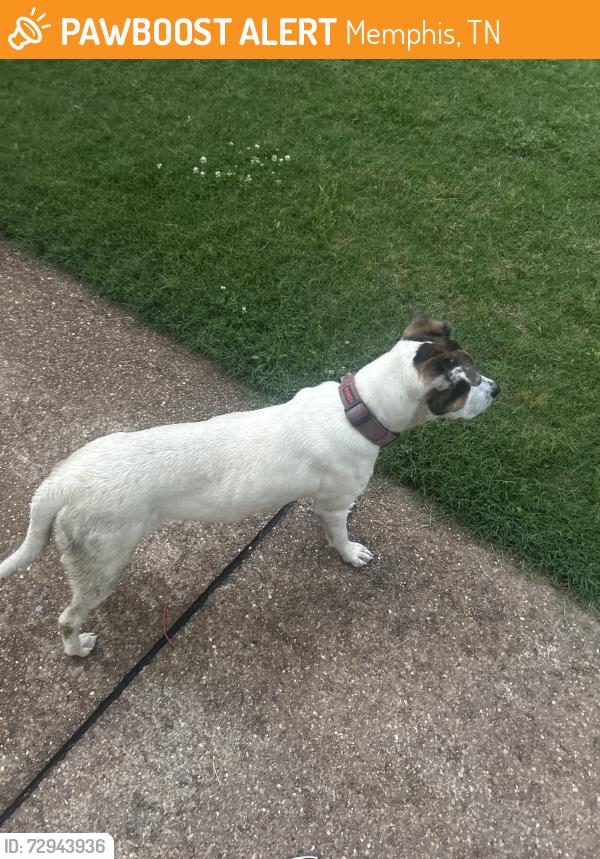 Found/Stray Female Dog last seen Down the street from the marathon gas station, in the far down neighborhood area, Memphis, TN 38135