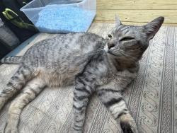 Reunited Unknown Cat last seen Corner of Rainbow Court and Park heights , Owings Mills, MD 21117