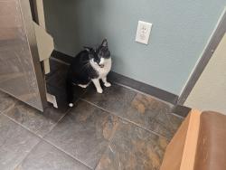Reunited Male Cat last seen Kimmel and Ramsey, North Highlands, CA 95660