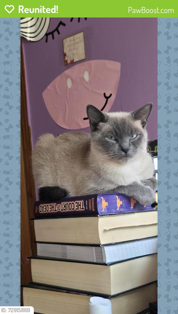 Reunited Female Cat last seen Brandy street, La Grange, NC 28551