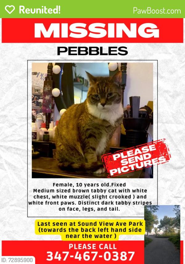 Reunited Female Cat last seen Bronx river park, The Bronx, NY 10473