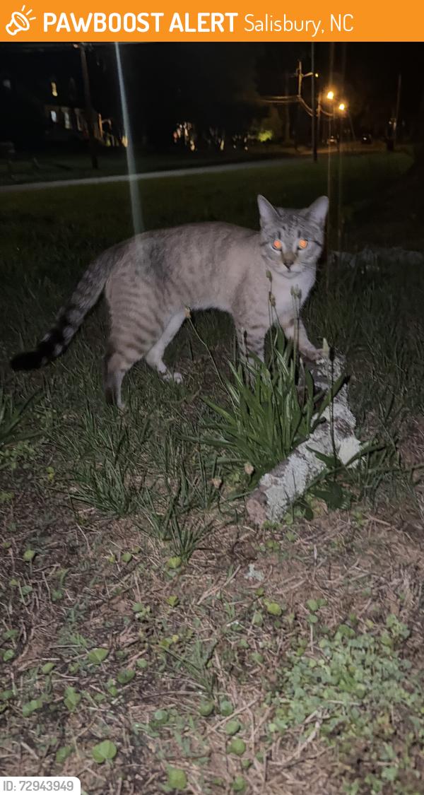Found/Stray Male Cat last seen Wiltshire Rd, Salisbury, NC 28144