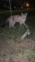 Found/Stray Male Cat last seen Wiltshire Rd, Salisbury, NC 28144
