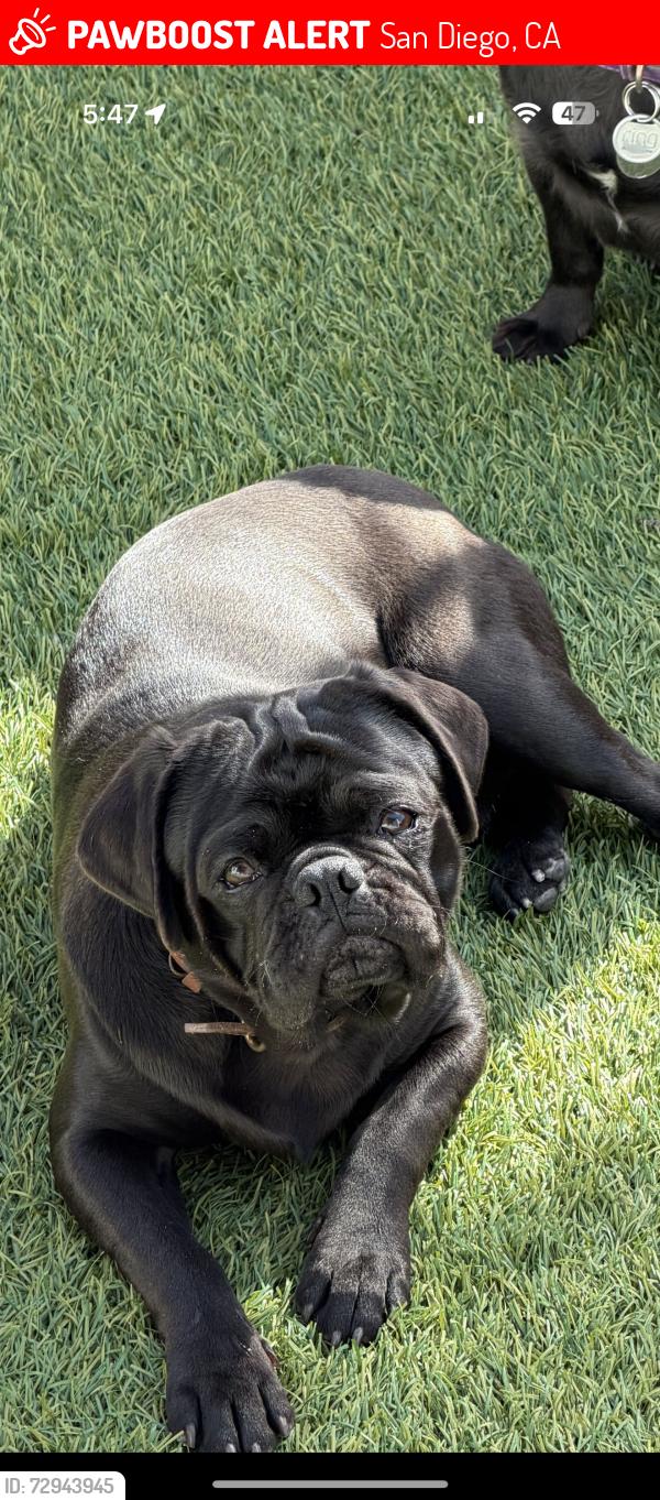 Lost Male Dog last seen Near Mohawk St , San Diego, CA 92115