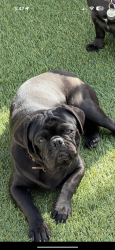 Lost Male Dog last seen Near Mohawk St , San Diego, CA 92115