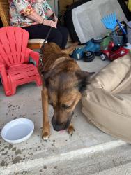 Reunited Female Dog last seen Summerwood Trails, Montgomery County, TX 77318