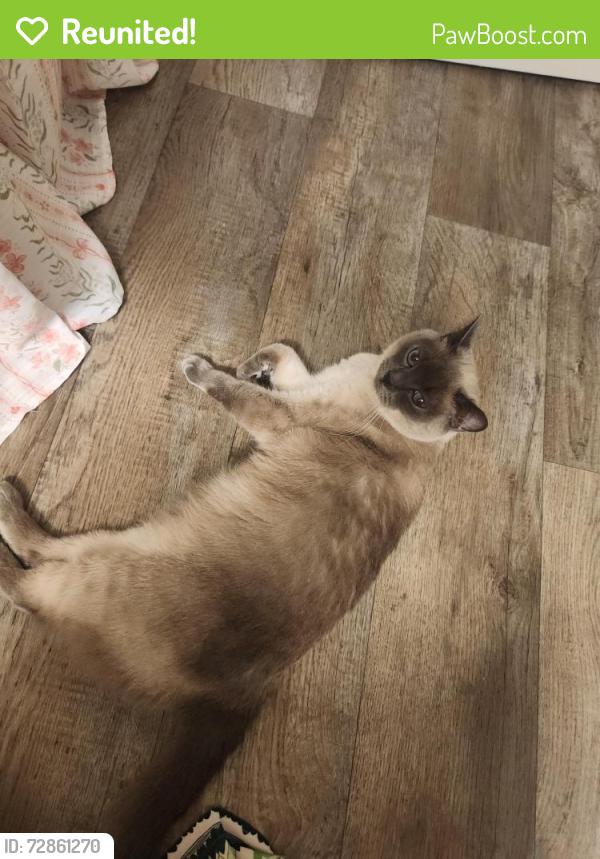 Reunited Male Cat last seen Safeway near eleven pines apmt, Gresham, OR 97080
