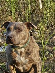 Found/Stray Male Dog last seen Townsend Reserve Blvd, Splendora, TX 77372