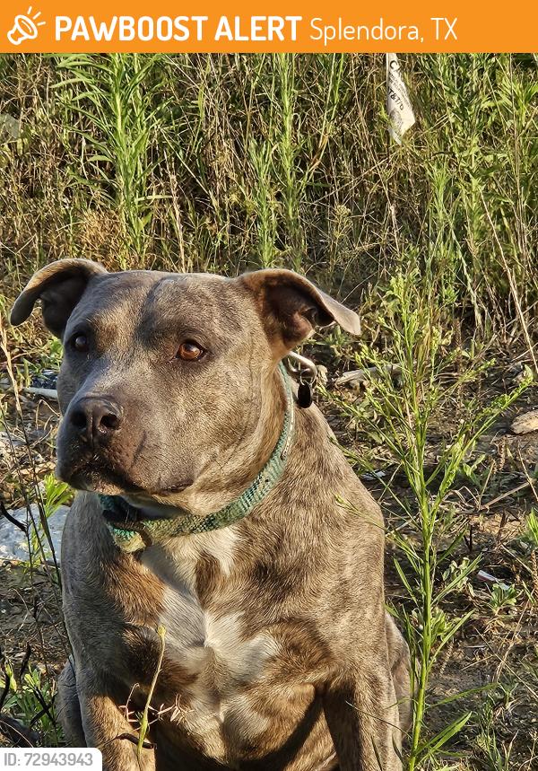 Found/Stray Male Dog last seen Townsend Reserve Blvd, Splendora, TX 77372