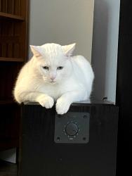Reunited Male Cat last seen Near & Ashley , Clackamas, OR 97015