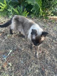 Reunited Unknown Cat last seen Brockton, Riverside, CA 92506