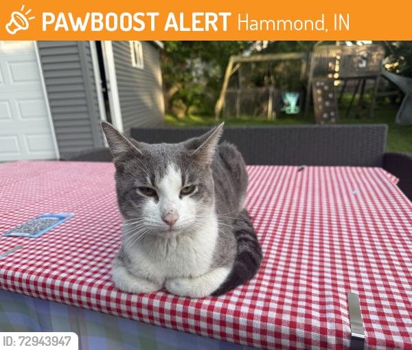 Found/Stray Male Cat last seen Down Schneider Ave, Hammond, IN 46324