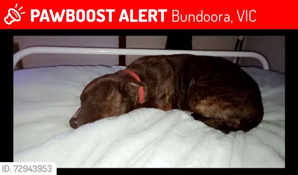 Lost Female Dog last seen Bundoora square , Bundoora, VIC 3083
