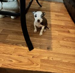 Lost Male Dog last seen Pate circle, old Smithfield road , Wayne County, NC 27530