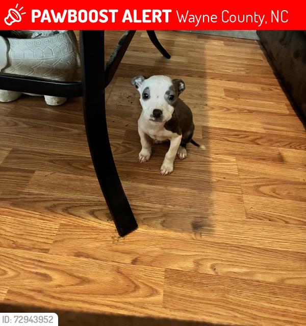 Lost Male Dog last seen Pate circle, old Smithfield road , Wayne County, NC 27530