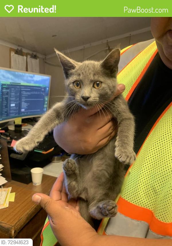Reunited Female Cat last seen Oak canyon and valley oak drive, Irvine, CA 92618