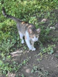 Found/Stray Unknown Cat last seen Winton Woods Cincinnati, Springfield twp , Cincinnati, OH 45231