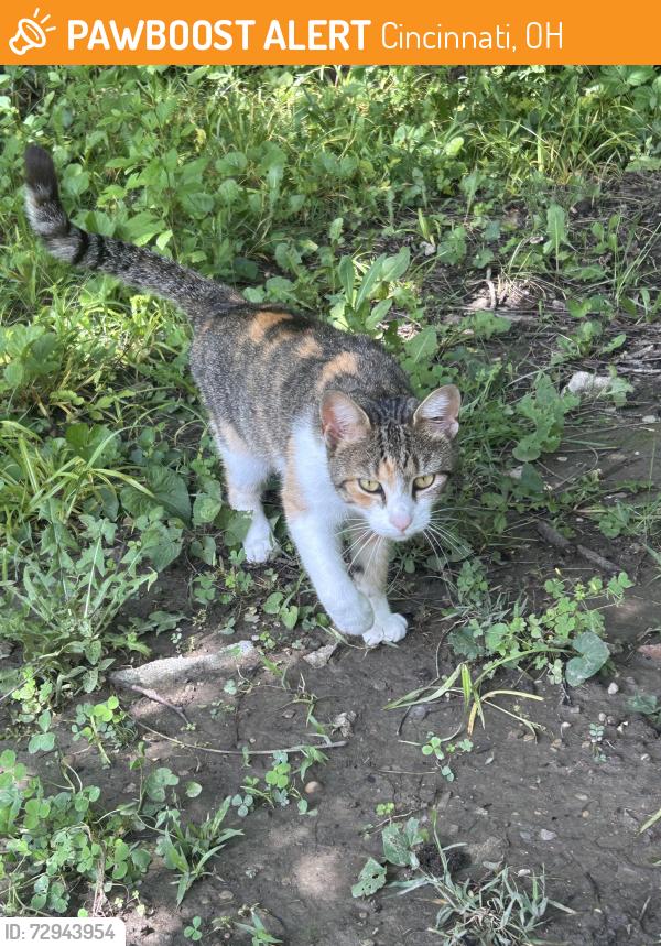 Found/Stray Unknown Cat last seen Winton Woods Cincinnati, Springfield twp , Cincinnati, OH 45231