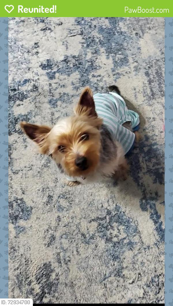 Reunited Male Dog last seen Chilham , Florissant, MO 63033