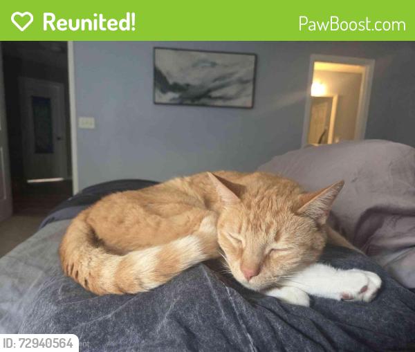 Reunited Male Cat last seen High medow dr, Cary, NC 27511