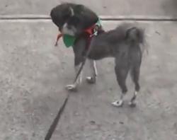 Reunited Male Dog last seen South Fulton Pkwy, Fairburn, GA 30291