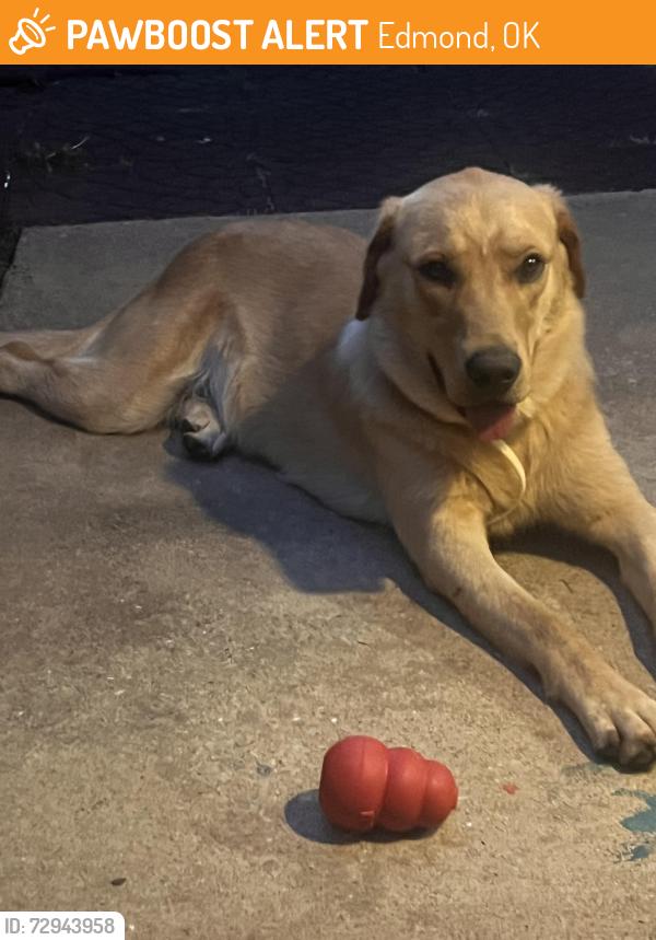 Found/Stray Male Dog last seen Memorial and Western , Edmond, OK 73034