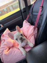 Lost Female Dog last seen 52nd st and shadeland  , Indianapolis, IN 46226