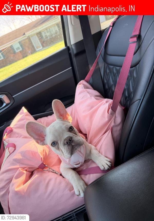 Lost Female Dog last seen 52nd st and shadeland  , Indianapolis, IN 46226