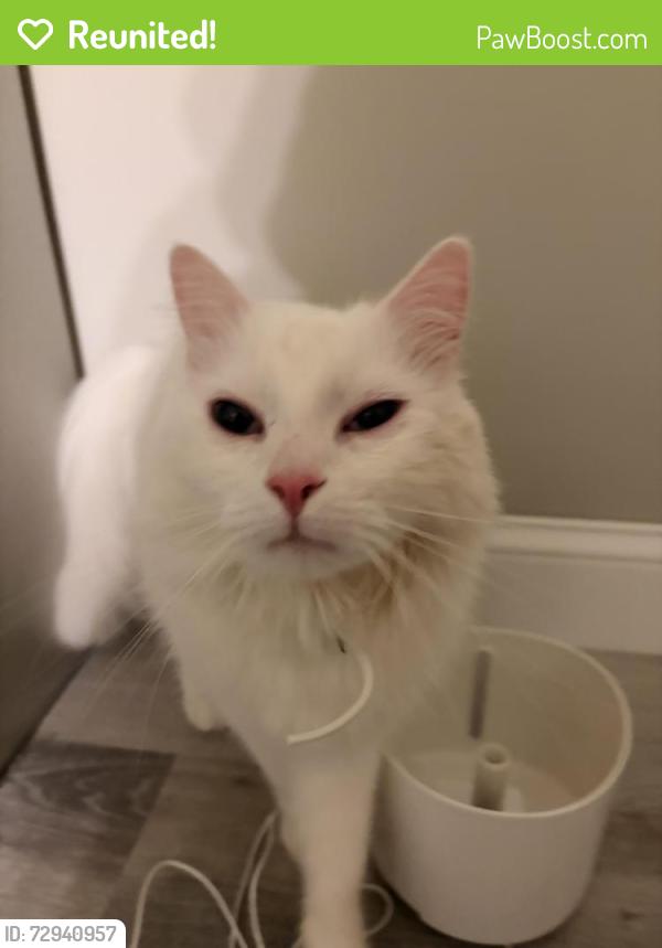 Reunited Male Cat last seen Lisa ln, anthony dr, Schenectady, NY 12303