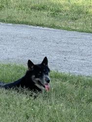 Found/Stray Unknown Dog last seen Arthur Avenue, close to Elizabeth Park , Nashville, TN 37208
