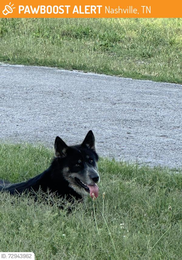 Found/Stray Unknown Dog last seen Arthur Avenue, close to Elizabeth Park , Nashville, TN 37208