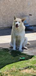 Lost Male Dog last seen Dusk dr, San Diego, CA 92139