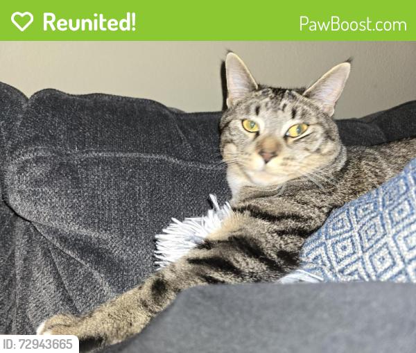 Reunited Male Cat last seen SE Mill Plain Blvd, Vancouver, WA 98683