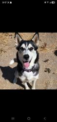 Lost Female Dog last seen Dusk dr, San Diego, CA 92139