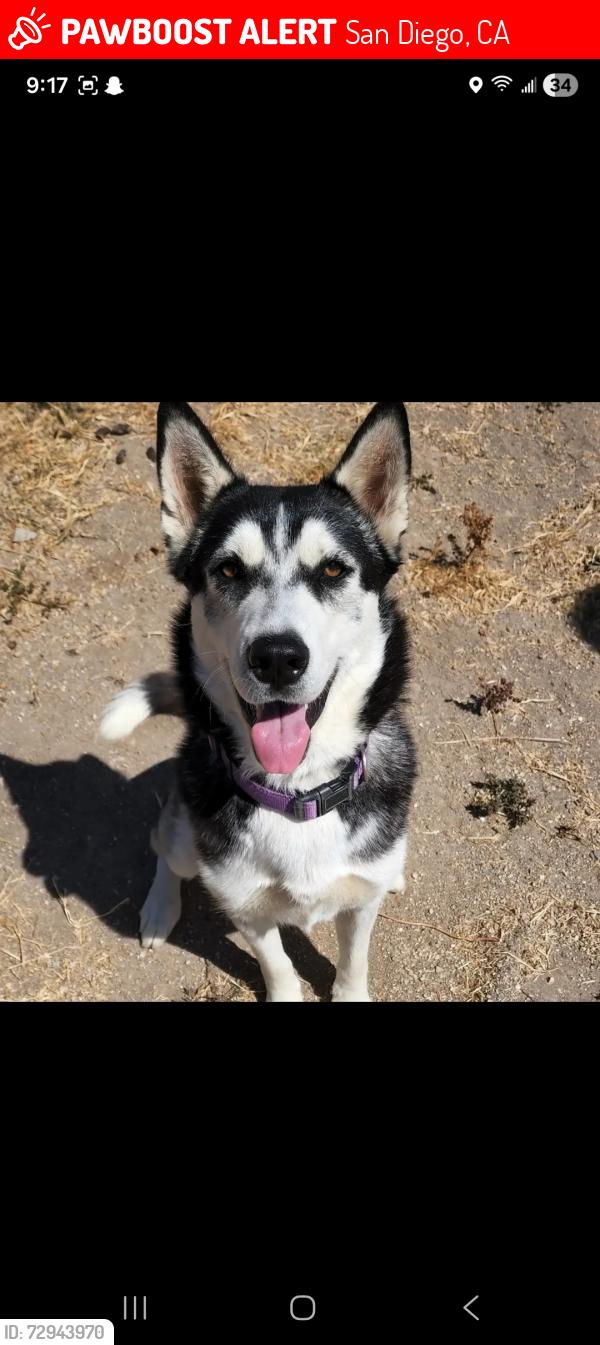 Lost Female Dog last seen Dusk dr, San Diego, CA 92139