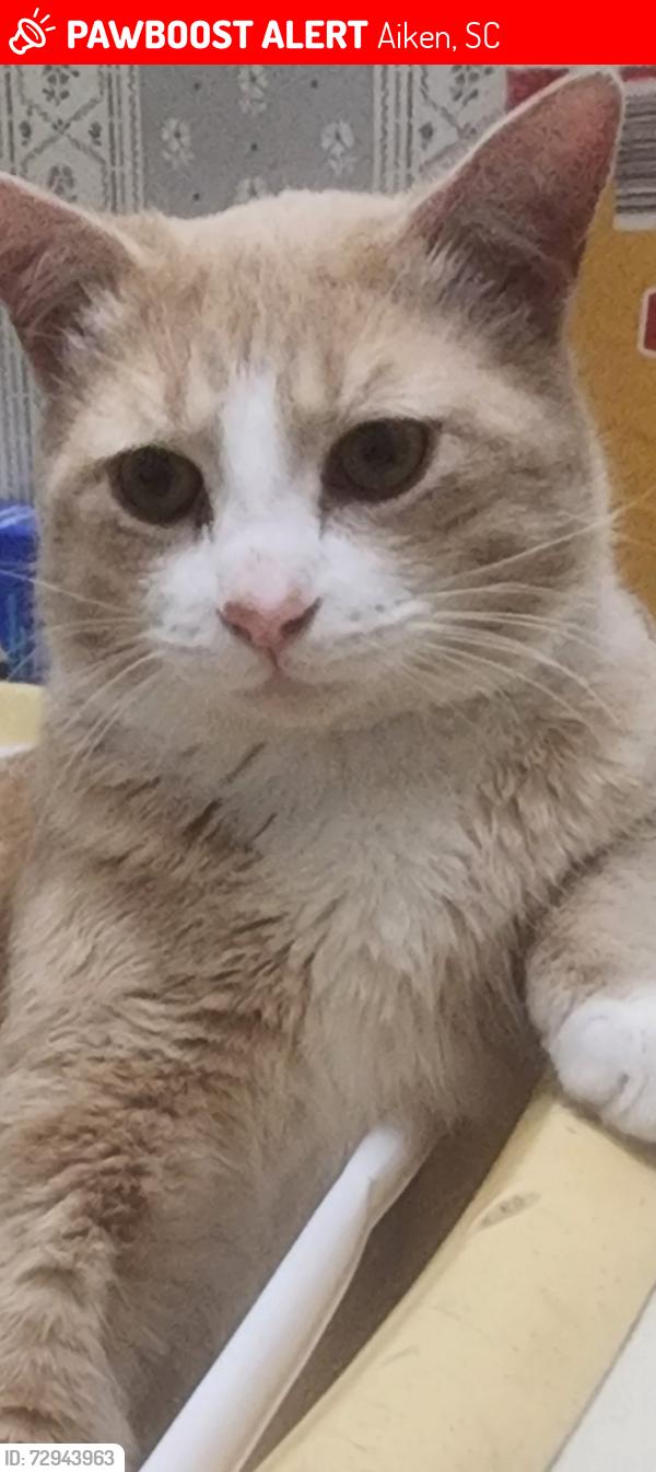 Lost Male Cat last seen Reynolds Pond Road, Aiken, SC 29805