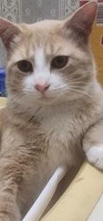 Lost Male Cat last seen Reynolds Pond Road, Aiken, SC 29805