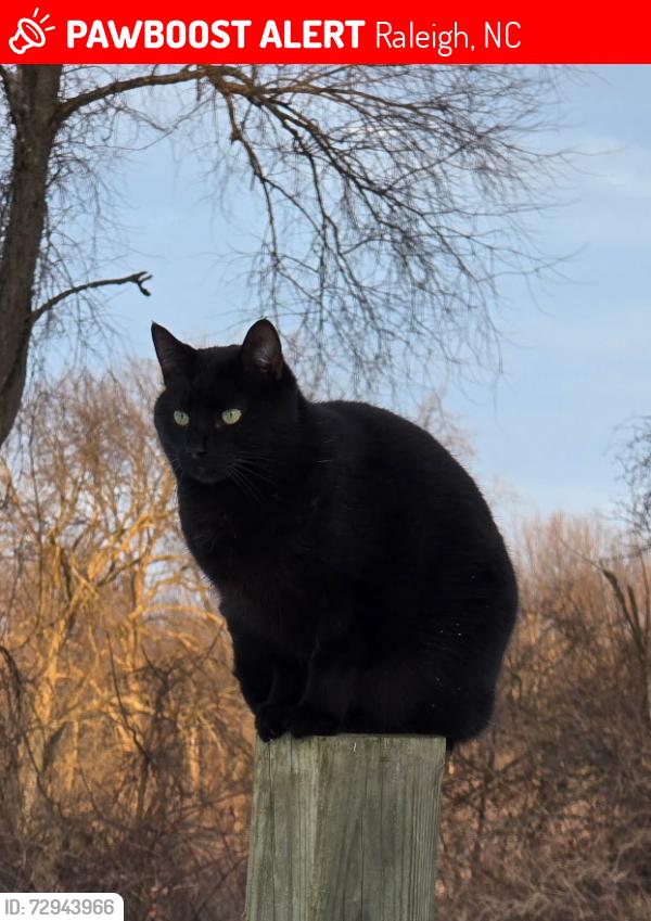 Lost Male Cat last seen Connell/Oak Park, Raleigh, NC 27612