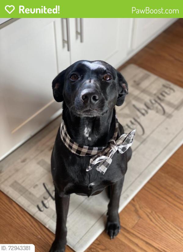 Reunited Female Dog last seen Rockwood rd near Best Buy , Asheville, NC 28704