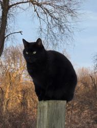 Lost Male Cat last seen Connell/Oak Park, Raleigh, NC 27612