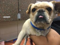 Shelter Stray Male Dog last seen Near BLOCK VALENCIA AVE, INDIO, CA, Thousand Palms, CA 92276