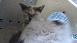 Shelter Stray Female Cat last seen , Downey, CA 90242