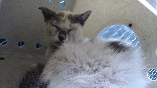 Shelter Stray Female Cat last seen , Downey, CA 90242